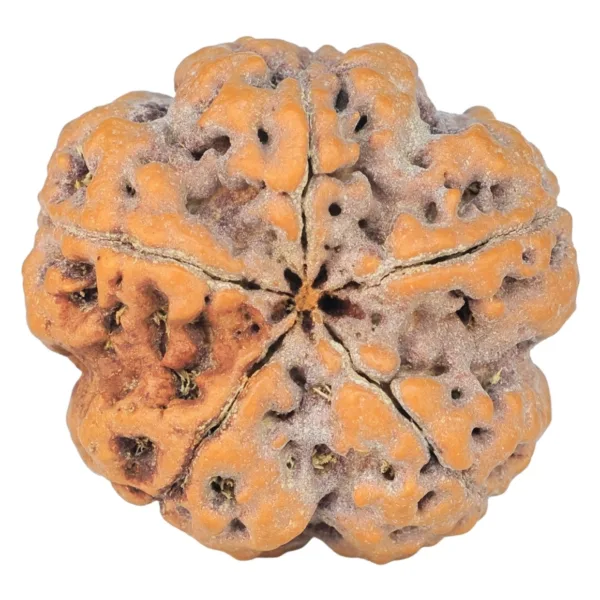 5 Mukhi Rudraksha 29.7mm 8.77gm - Rudraksha back