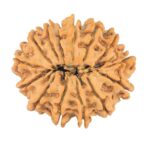 14 Mukhi Rudraksha 24.8mm 3.22gm - Origin: Nepal - Rudraksha back