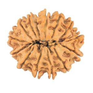 14 Mukhi Rudraksha 24.8mm 3.22gm - Origin: Nepal - Rudraksha back