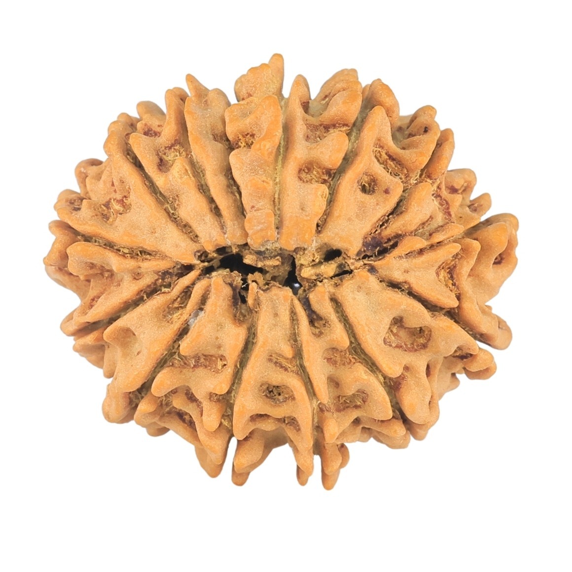 14 Mukhi Rudraksha 24.8mm 3.22gm - Origin: Nepal - Rudraksha back