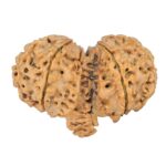 9 Mukhi Mini Trijuti 39.6mm 7.85gm - Rudraksha back