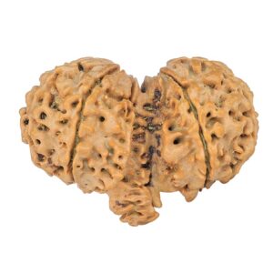 9 Mukhi Mini Trijuti 39.6mm 7.85gm - Rudraksha back