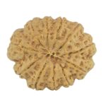 11 Mukhi Rudraksha 28mm 5.52gm - Rudraksha back