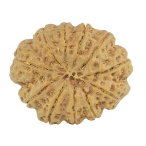 11 Mukhi Rudraksha 28mm 5.52gm - Rudraksha back