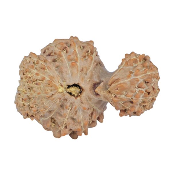 20 Mukhi Trijuti 19.9mm 1.47gm - Rudraksha back