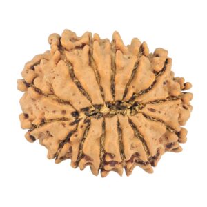 14 Mukhi Rudraksha 24.2mm 2.8gm - Rudraksha back