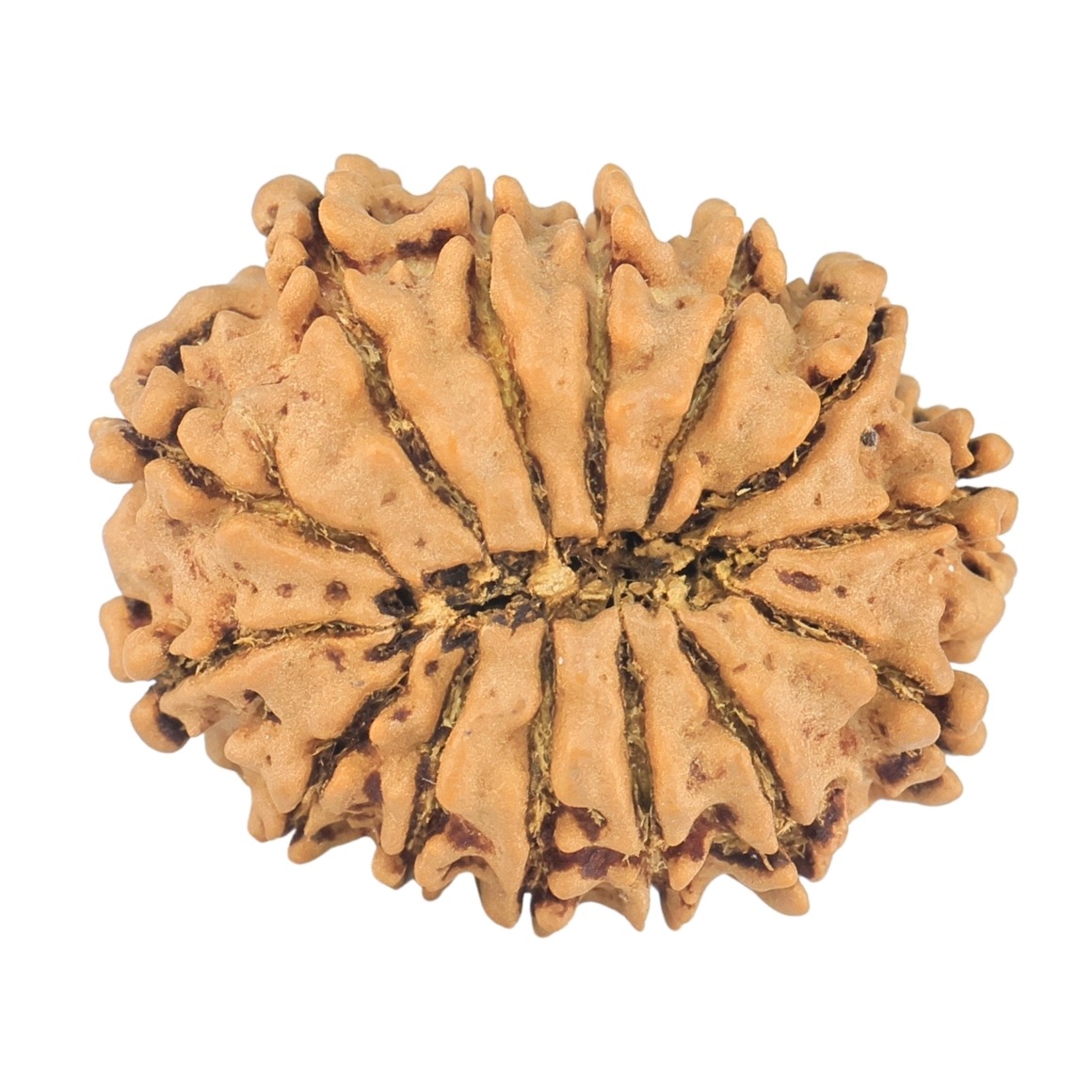 14 Mukhi Rudraksha 24.2mm 2.8gm - Rudraksha back