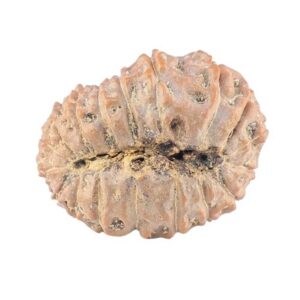 18 Mukhi Rudraksha 22.9mm 2.61gm - Rudraksha back
