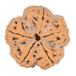 5 Mukhi Rudraksha 29.3mm 8.1gm - Rudraksha back