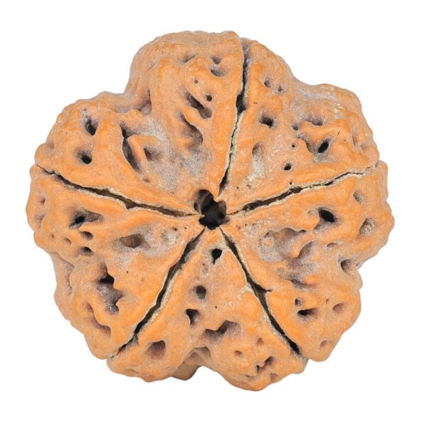 5 Mukhi Rudraksha 29.3mm 8.1gm - Rudraksha back