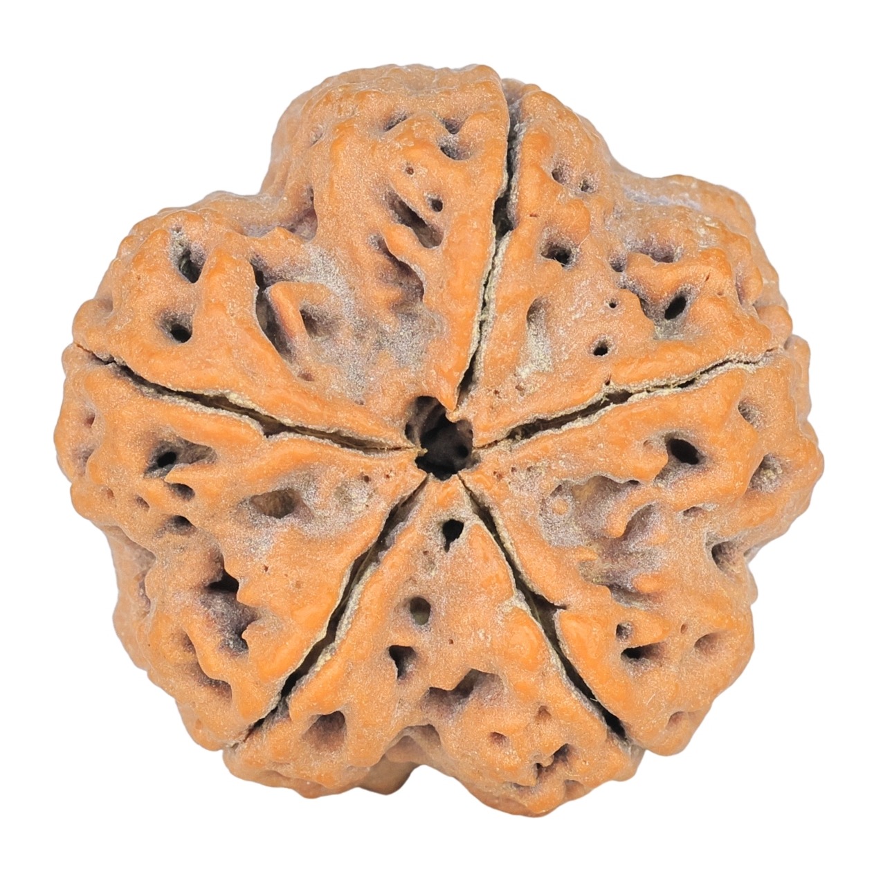 5 Mukhi Rudraksha 29.3mm 8.1gm - Rudraksha back