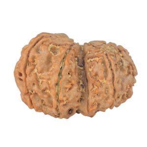 10 Mk Gaurishankar 31.3mm 5.83gm - Rudraksha back