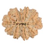 11 Mukhi Rudraksha 32.4mm 7.25gm - Rudraksha back
