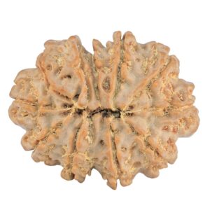 11 Mukhi Rudraksha 32.4mm 7.25gm - Rudraksha back