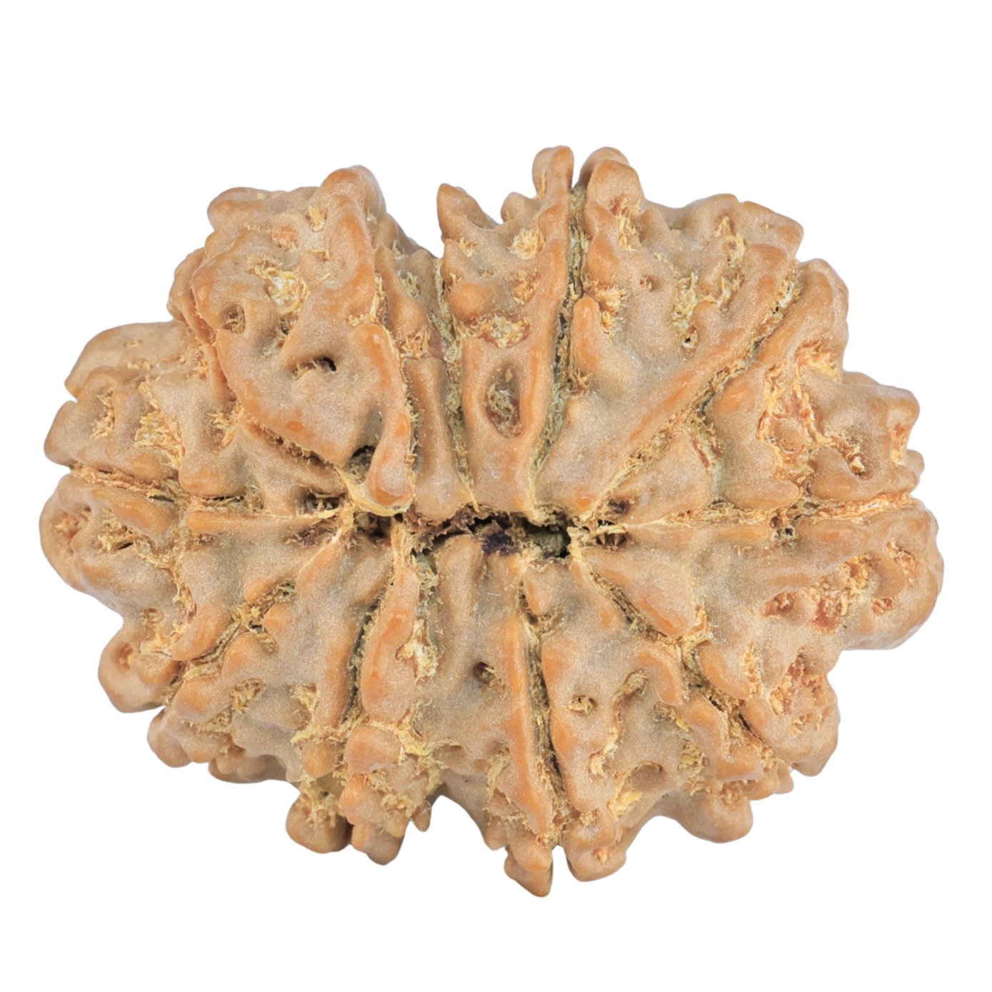 11 Mukhi Rudraksha 32.4mm 7.25gm - Rudraksha back