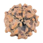 5 Mukhi Rudraksha 12.3mm 0.72gm - Rudraksha back