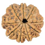 9 Mukhi Rudraksha 30mm 5.86gm - Rudraksha back