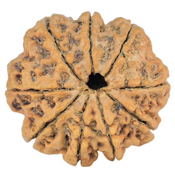 9 Mukhi Rudraksha 30mm 5.86gm - Rudraksha back