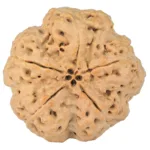 5 Mukhi Rudraksha 30.4mm 7.36gm - Rudraksha back