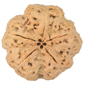 5 Mukhi Rudraksha 30.4mm 7.36gm - Rudraksha back