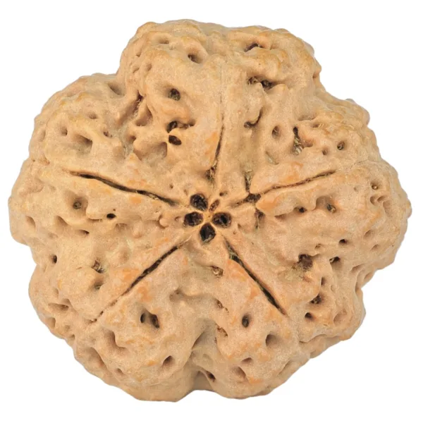 5 Mukhi Rudraksha 30.4mm 7.36gm - Rudraksha back