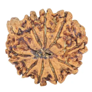 9 Mukhi Ganesh 25.2mm 3.31gm - Rudraksha back