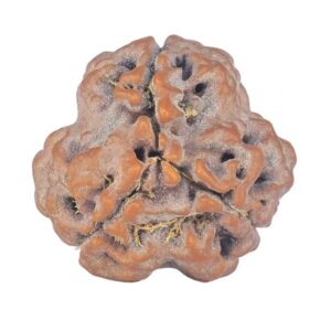 3 Mukhi Rudraksha 22.1mm 3.32gm - Rudraksha back