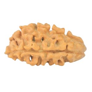 1 + 1 Mukhi Rudraksha 22mm 1.2gm - Rudraksha back