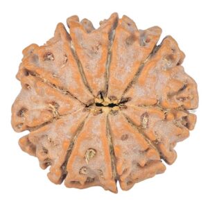 9 Mukhi Rudraksha 24.8mm 4.86gm - Rudraksha back