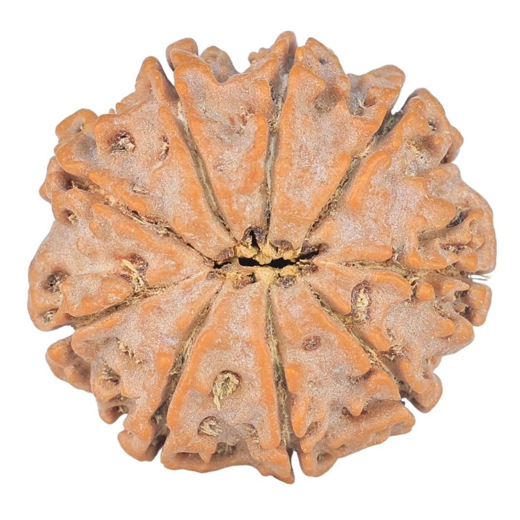 9 Mukhi Rudraksha 24.8mm 4.86gm - Rudraksha back