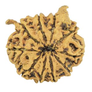 rudraksha_back_image-__E_Y.jpg 10 MK Double Ganesh 28mm 4.48gm - Rudraksha back