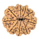 9 Mukhi Rudraksha 24.2mm 2.86gm - Rudraksha back