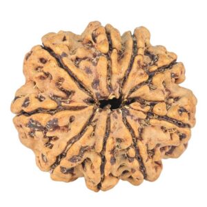 9 Mukhi Rudraksha 24.2mm 2.86gm - Rudraksha back
