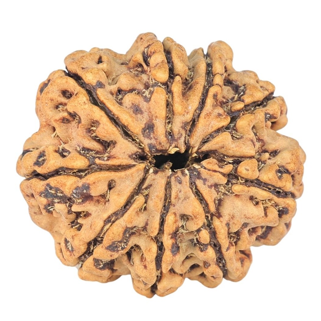 9 Mukhi Rudraksha 24.2mm 2.86gm - Rudraksha back