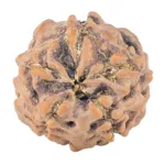 5 Mukhi Rudraksha 13.2mm 0.91gm - Rudraksha back