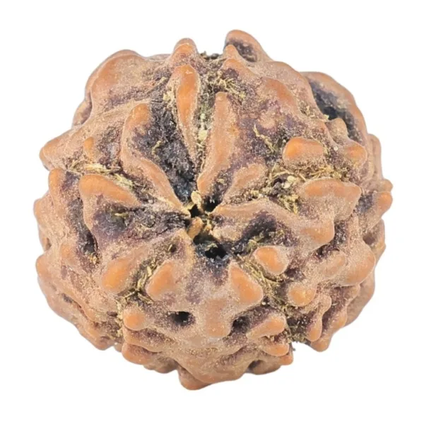 5 Mukhi Rudraksha 13.2mm 0.91gm - Rudraksha back