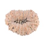 18 Mukhi Rudraksha 22.4mm 2.61gm - Rudraksha back