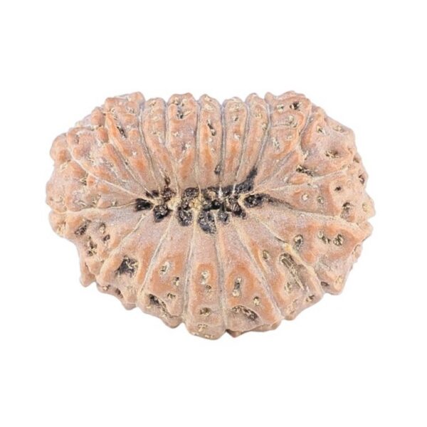 18 Mukhi Rudraksha 22.4mm 2.61gm - Rudraksha back