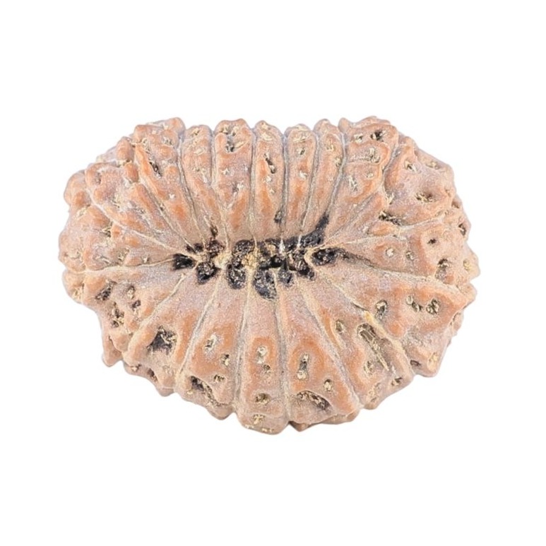 18 Mukhi Rudraksha 22.4mm 2.61gm - Rudraksha back