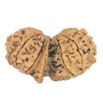 11 Mukhi G.S & Ganesh 39.5mm 6.32gm - Rudraksha back