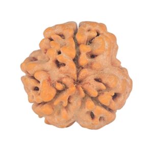 3 Mukhi Rudraksha 23.8mm 3.32gm - Rudraksha back