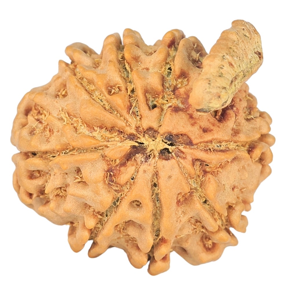 8 Mukhi Ganesh 25mm 3.36gm - Rudraksha back