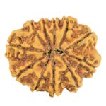 11 Mukhi Rudraksha 27.8mm 4.72gm - Rudraksha back
