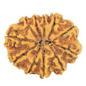 11 Mukhi Rudraksha 27.8mm 4.72gm - Rudraksha back
