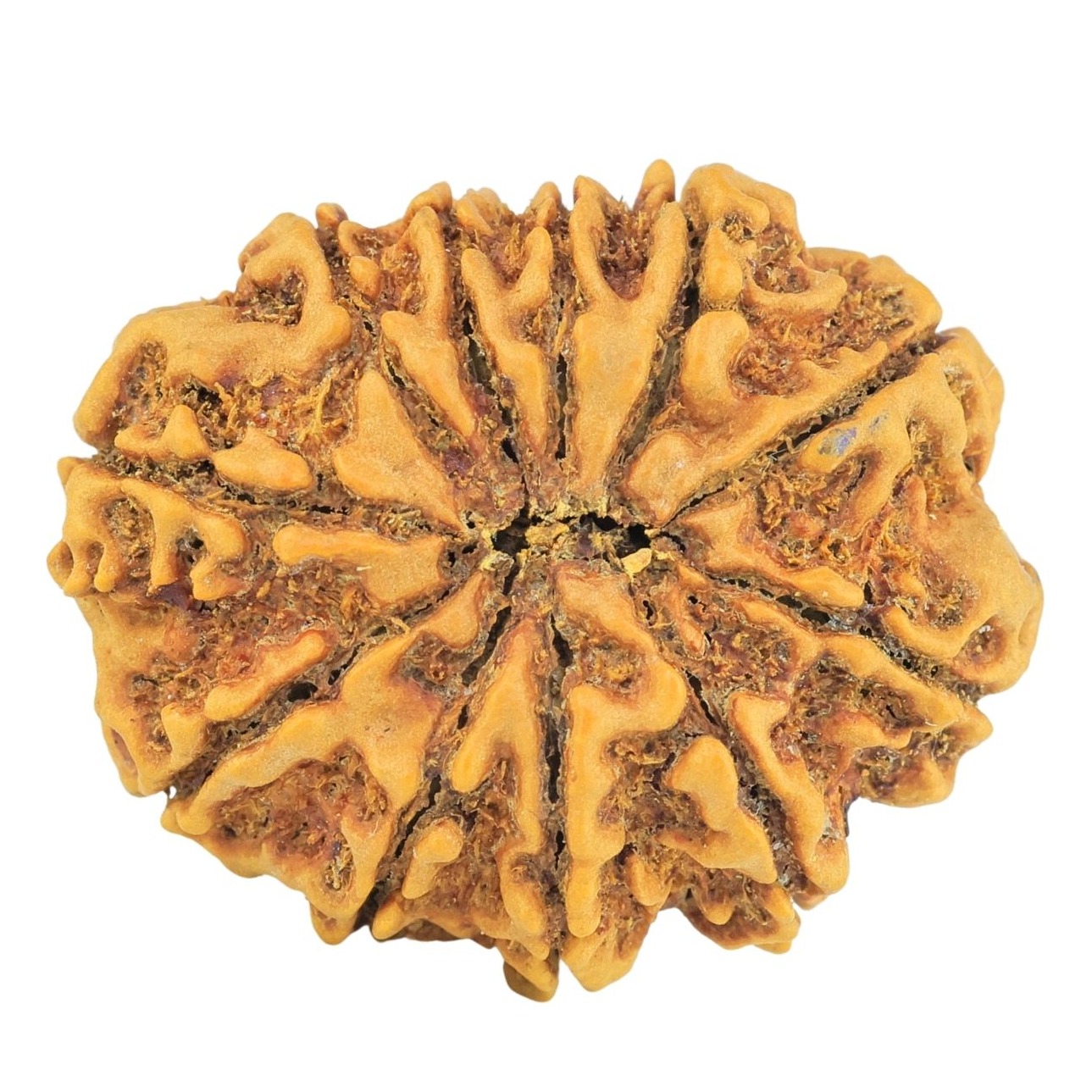 11 Mukhi Rudraksha 27.8mm 4.72gm - Rudraksha back