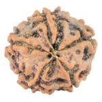 5 Mukhi Rudraksha 16.3mm 1.62gm - Rudraksha back