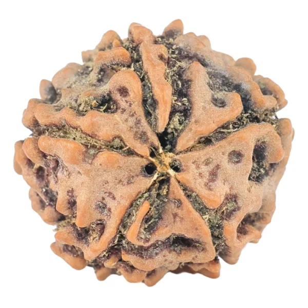5 Mukhi Rudraksha 16.3mm 1.62gm - Rudraksha back
