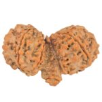 9 Mukhi Mini Trijuti 38.7mm 6.25gm - Rudraksha back