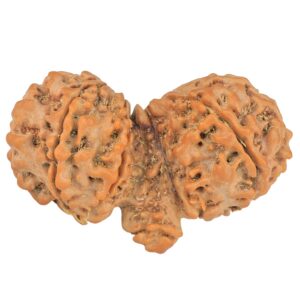 9 Mukhi Mini Trijuti 38.7mm 6.25gm - Rudraksha back