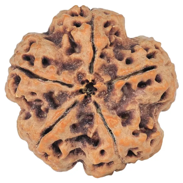5 Mukhi Rudraksha 30.2mm 8.92gm - Rudraksha back